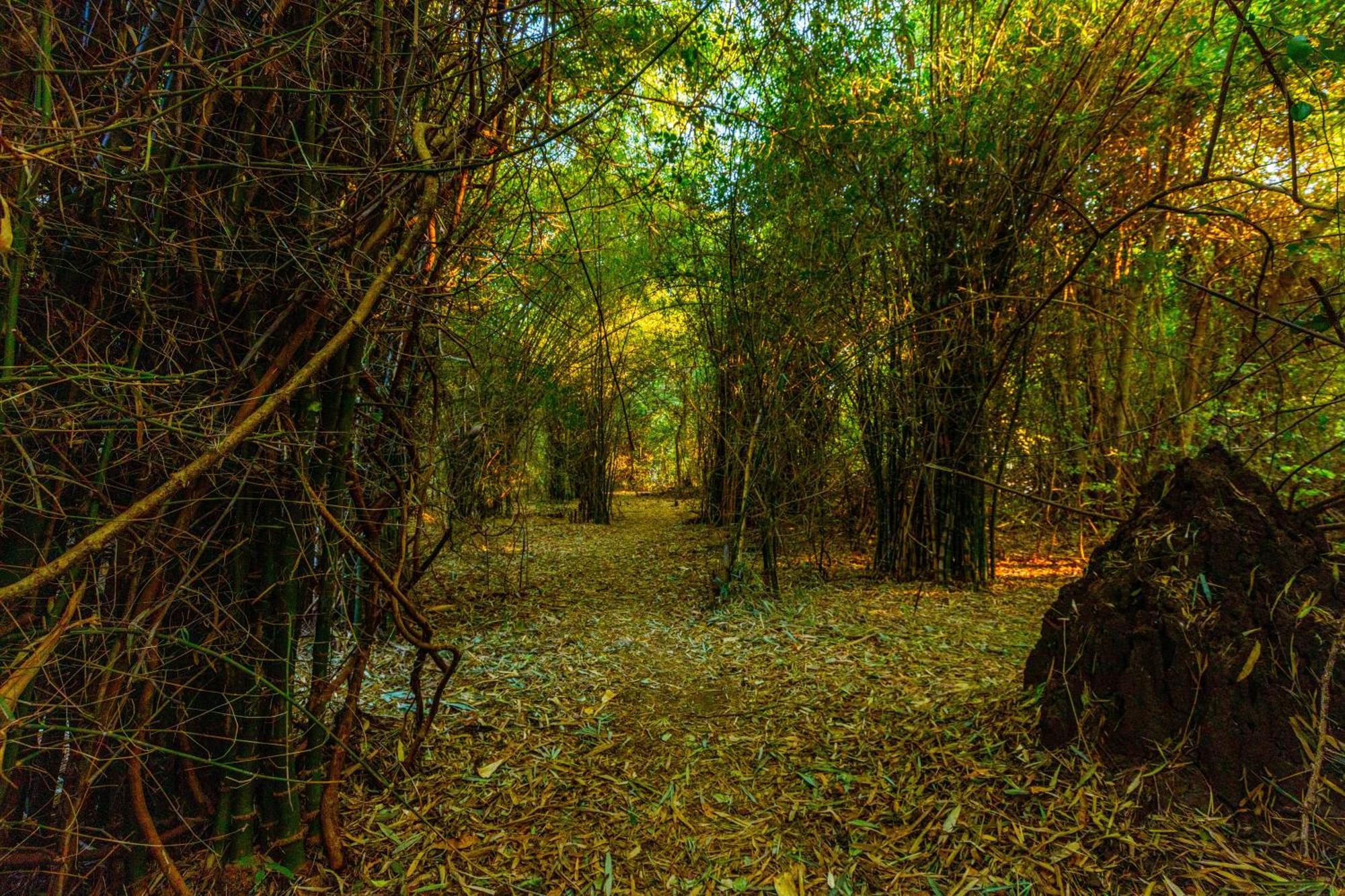 Brook Ville Sasan Gir Bagian luar foto